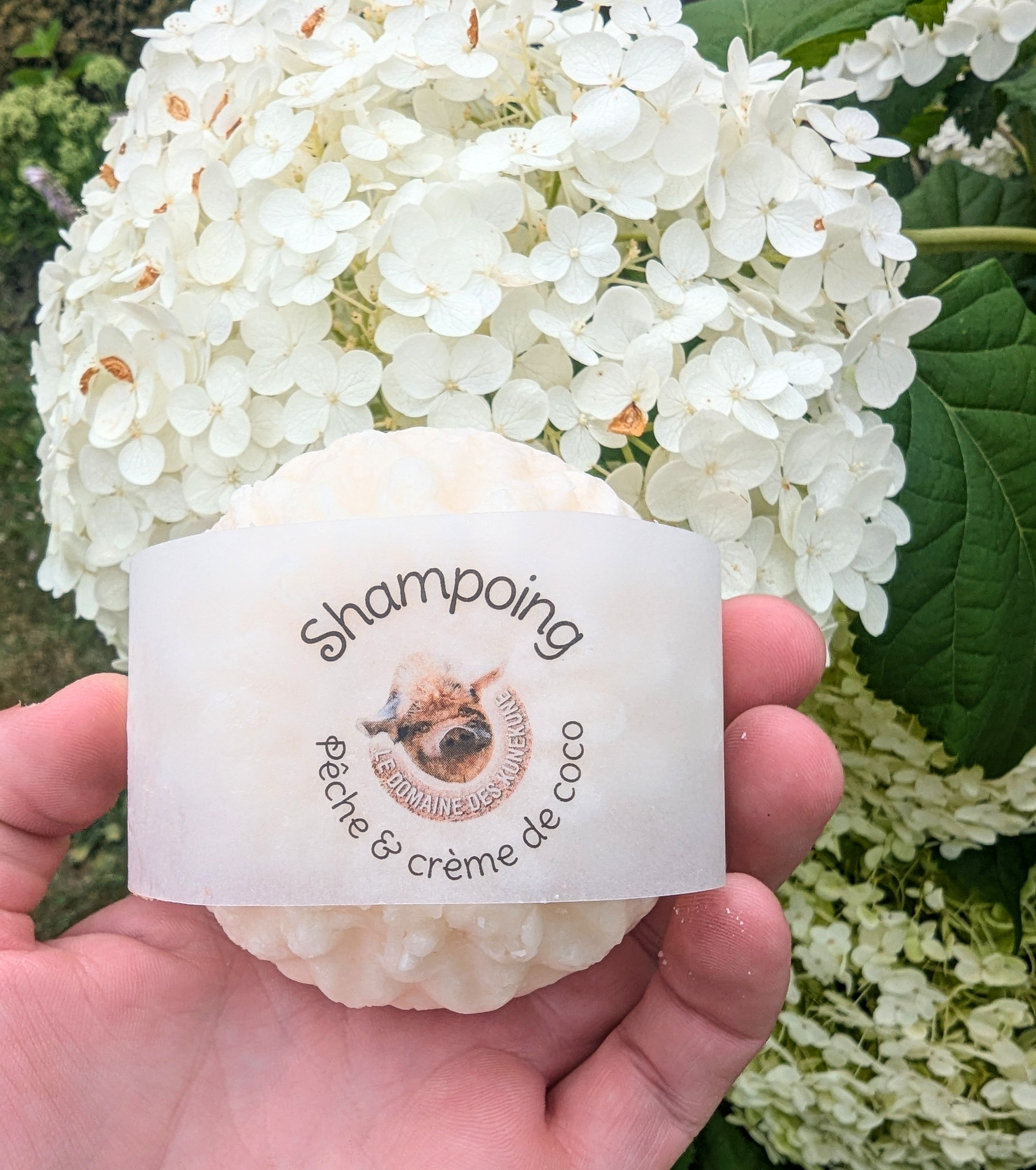 Shampoing au saindoux de Kunekune